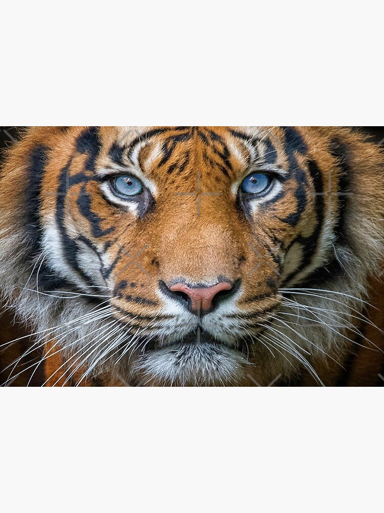 Photo & Art Print Face to face with white bengal tiger