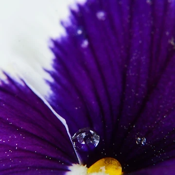 Artwork thumbnail, Flowers In Space by RewskiPhotos