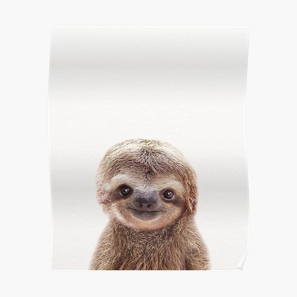 Baby Sloth, Baby Animals Art Print by Synplus Poster