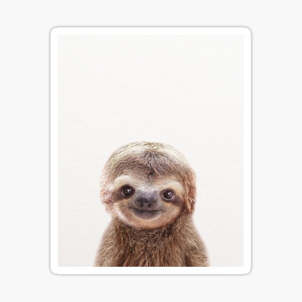 Baby Sloth, Baby Animals Art Print by Synplus Sticker