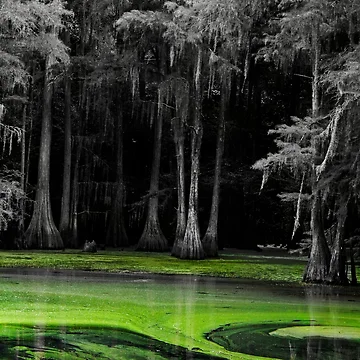 Artwork thumbnail, Swamp Thing by RewskiPhotos