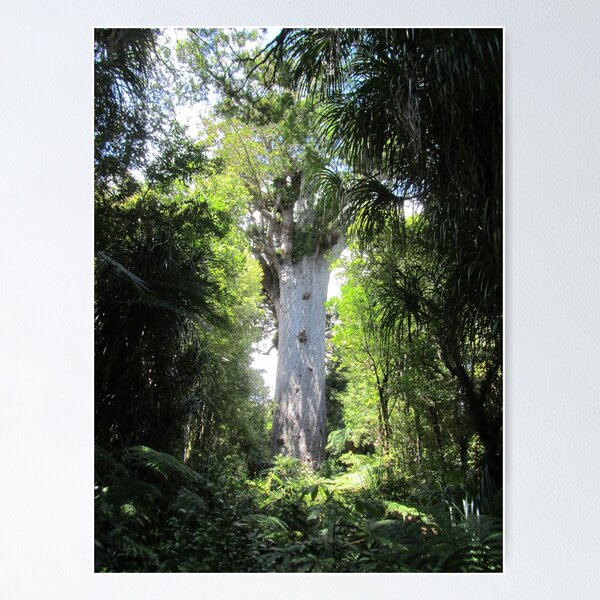 North Island NZ - Grandfather Kauri Poster