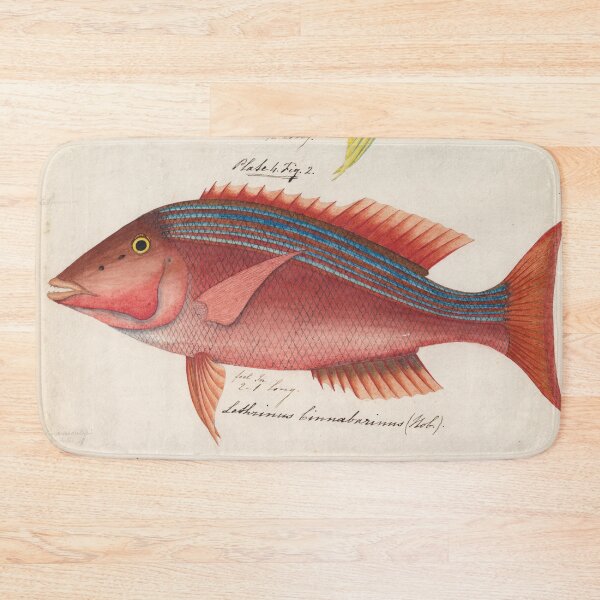Item preview, Sketches of Australian fishes, circa 1840 designed and sold by State Library of South Australia.