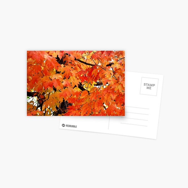 Autumn Maple Postcard