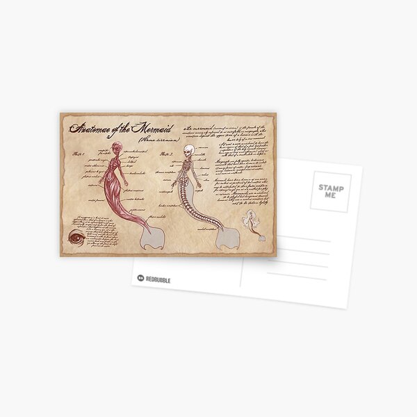 Anatomy of the Mermaid Postcard