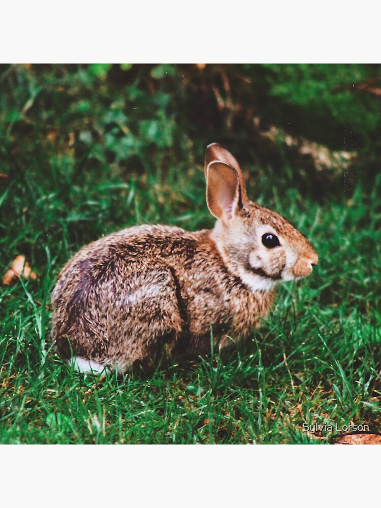 Backyard Bunny by sylviatulane