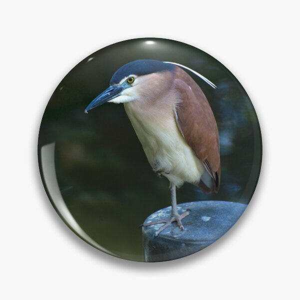 Item preview, Rufous Night Heron designed and sold by GP1746.