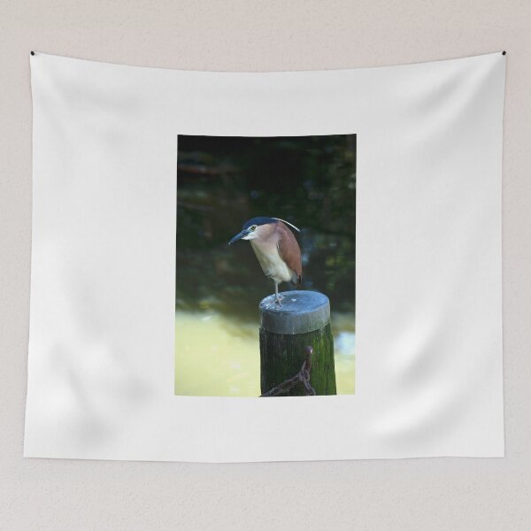 Item preview, Rufous Night Heron designed and sold by GP1746.