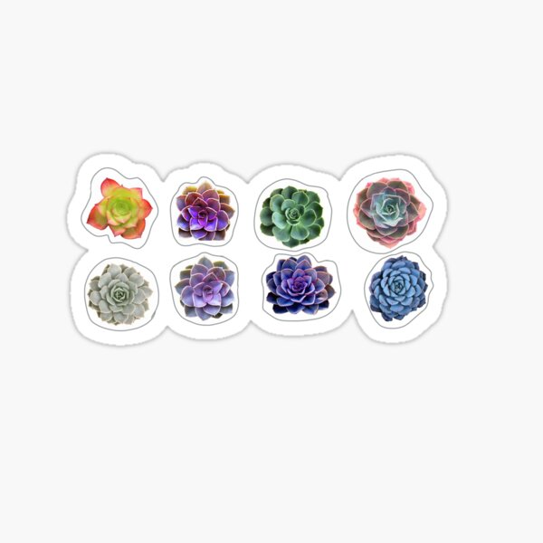 Succulents Sticker