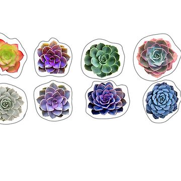 Artwork thumbnail, Succulents  by racer0220