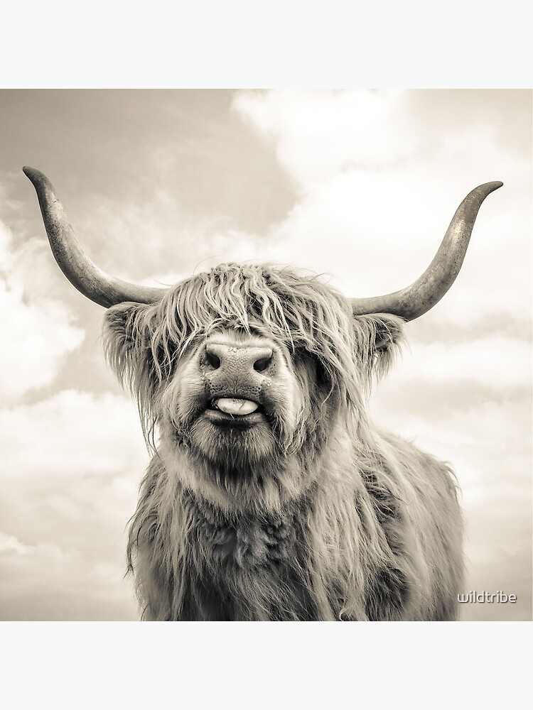 Cheeky Highland Cow by wildtribe