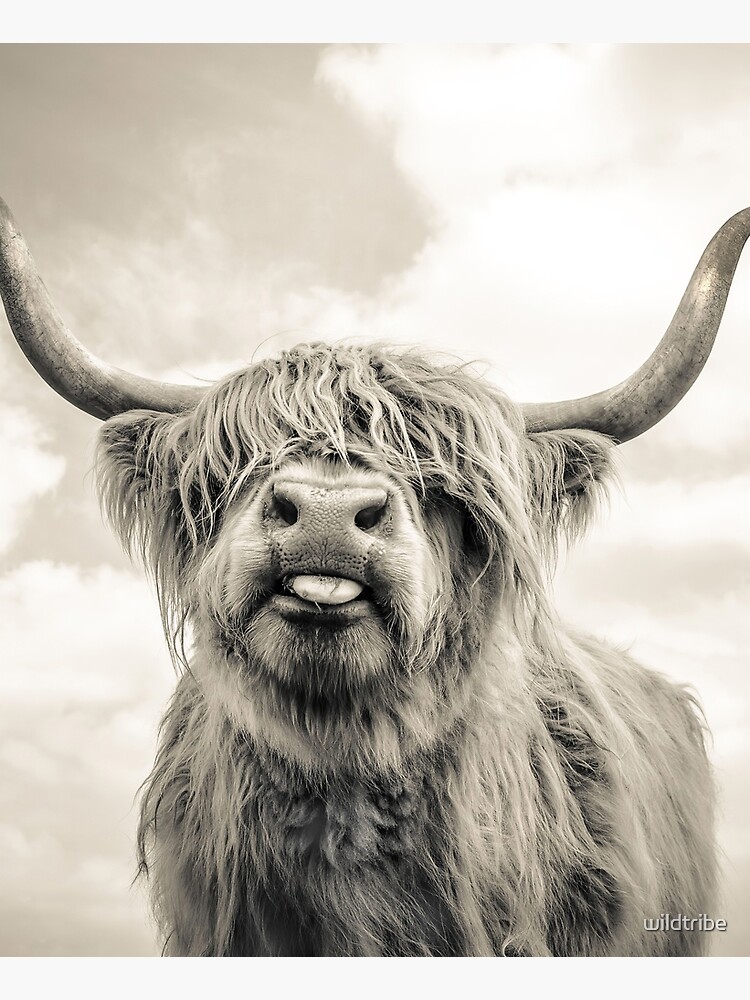 scottish highland cattle canvas pictures
