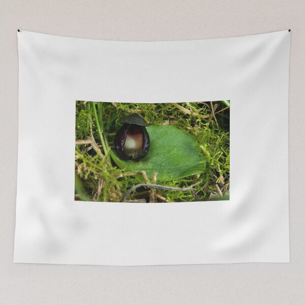 Item preview, Veined Helmet Orchid designed and sold by GP1746.