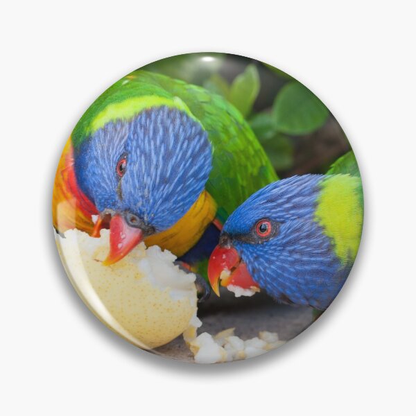 Item preview, Quite the Pear (Trichoglossus haematodus) designed and sold by AlienMind.