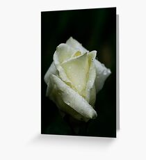 Ivory Rose With Waterdrops Greeting Card