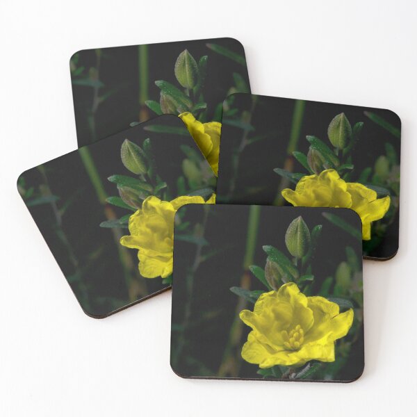 Item preview, Showy Guinea Flower designed and sold by GP1746.