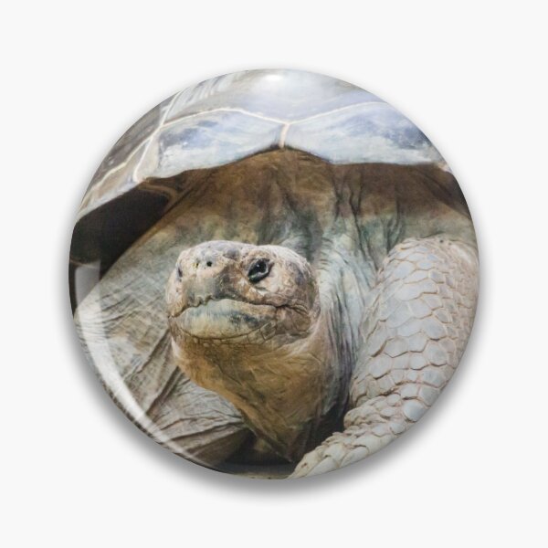 Item preview, Galapagos giant tortoise designed and sold by Salamanderland.