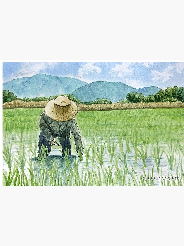 105 Paddy Field Drawing Stock Photos, High-Res Pictures, and Images - Getty  Images