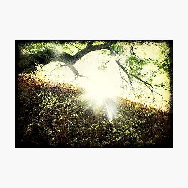 "Winter Always Turns into Spring" Photographic Print