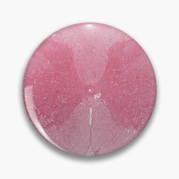 Item preview, Spinal cord designed and sold by Love Histology.
