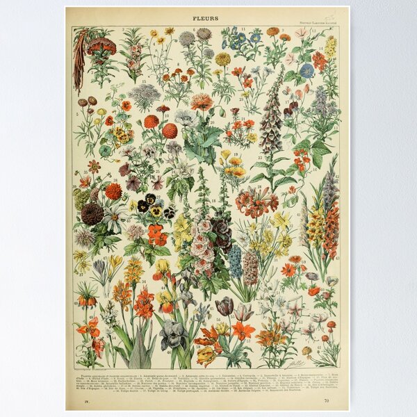 Item preview, Adolphe Millot Fleurs A designed and sold by hillarymoore06.