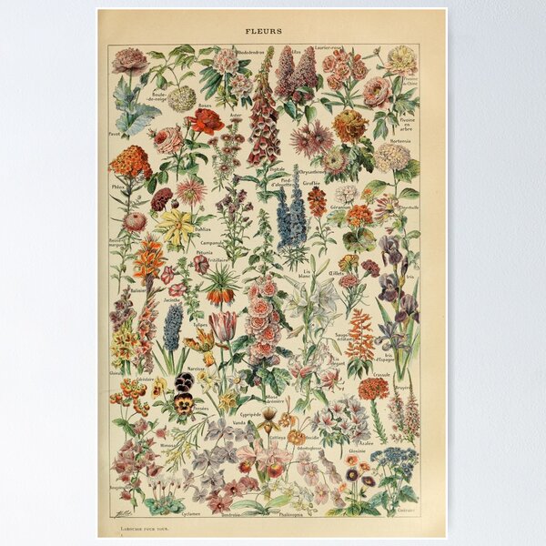 Item preview, Adolphe Millot Fleurs B designed and sold by hillarymoore06.