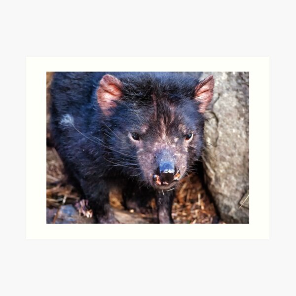 Tasmanian Devil Art Print