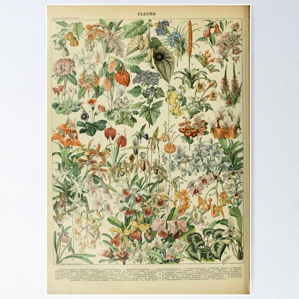 Item preview, Adolphe Millot Fleurs D designed and sold by hillarymoore06.