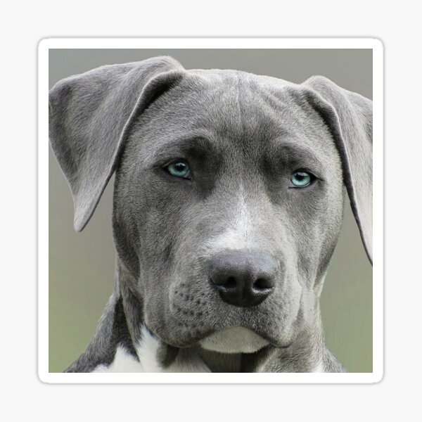 dog Sticker