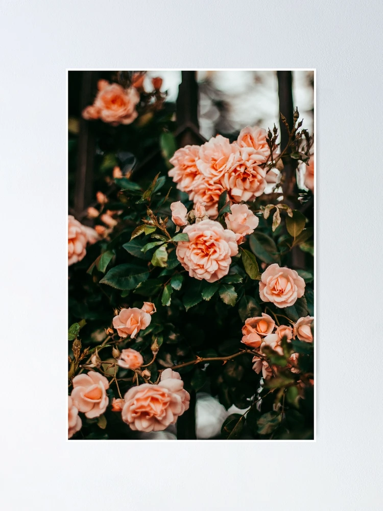 Thumbnail 1 of 3, Poster, Beautiful flowers designed and sold by Basic310.