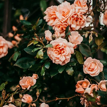 Artwork thumbnail, Beautiful flowers by Basic310