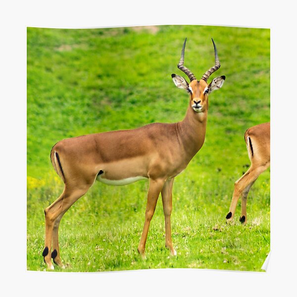 springbok Poster