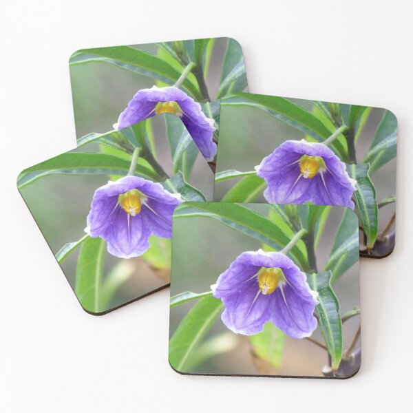 Item preview, Flower of a Kangaroo Apple - Native to Australia designed and sold by Marilyn Harris.