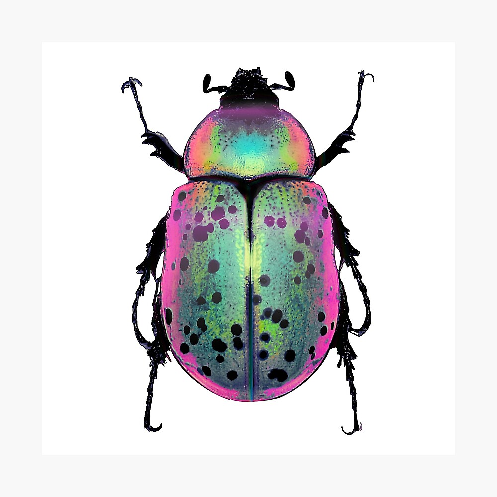 Pink and Green Beetle