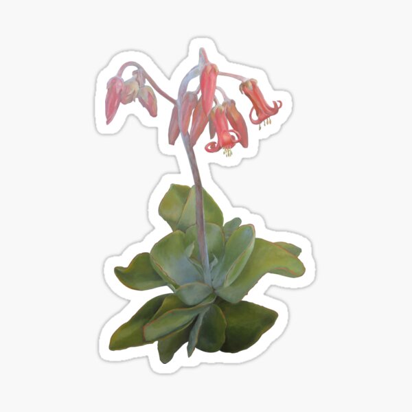 Medicinal succulent, Cotyledon orbiculata Sticker