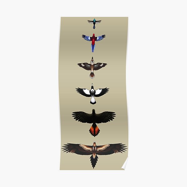 Australian Birds - Illustrated Poster