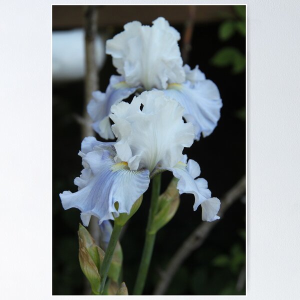 Item preview, White Iris designed and sold by Wendy Sinclair.