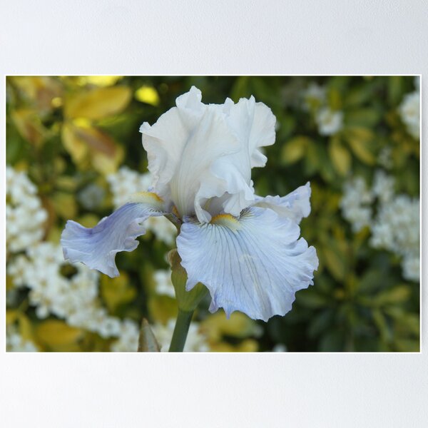Item preview, White Iris designed and sold by Wendy Sinclair.