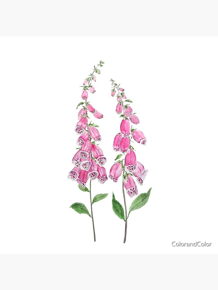 2 pink foxgloves flowers blossom by ColorandColor