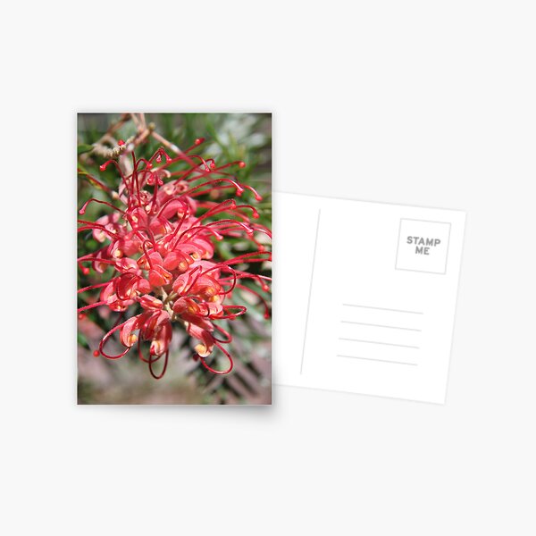 Item preview, Red Grevillea designed and sold by Wendy Sinclair.