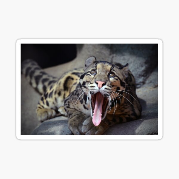Item preview, Yawning designed and sold by Savannah Gibbs.