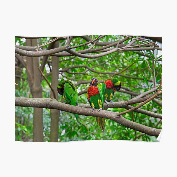 Australian Rainbow Lorikeets Poster