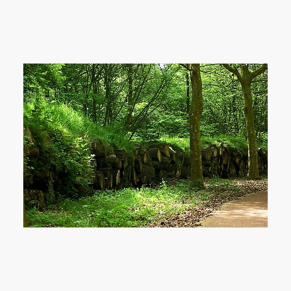 Wooded banks  Photographic Print