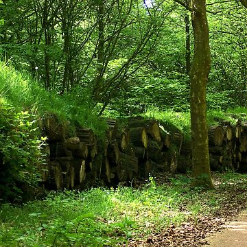 Artwork thumbnail, Wooded banks by steppeland