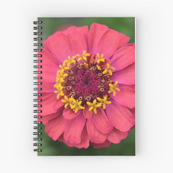Aperçu de l'œuvre Magenta Zinnia créée et vendue par Robin-Goldman.
