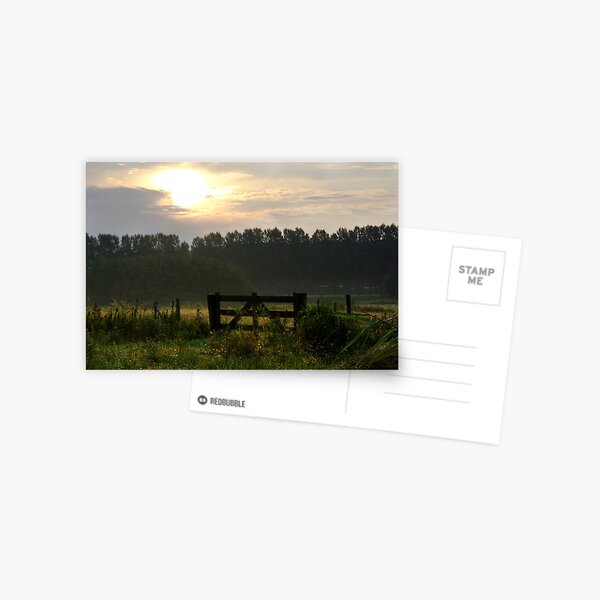 Morning light pastures Postcard