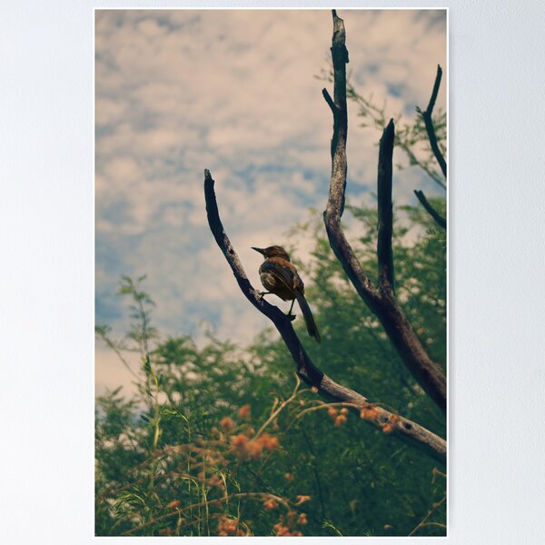 Item preview, A Sweet Song designed and sold by Laurie Search Fine Art Photography.