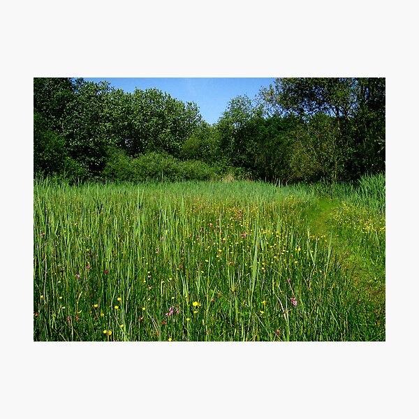 Wet grasslands Photographic Print