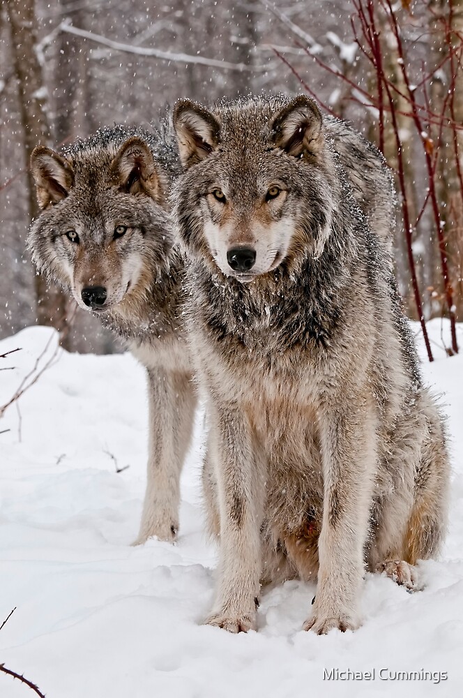 timber-wolf-pair-by-michael-cummings-redbubble