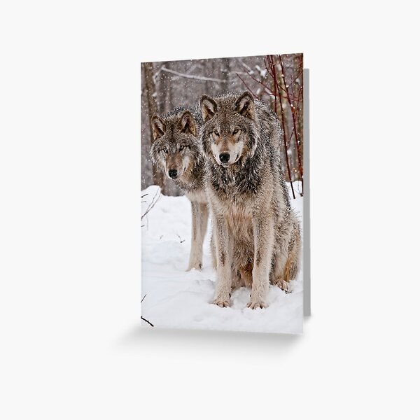 Timber Wolf Pair Greeting Card